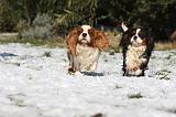 CAVALIER KING CHARLES 525